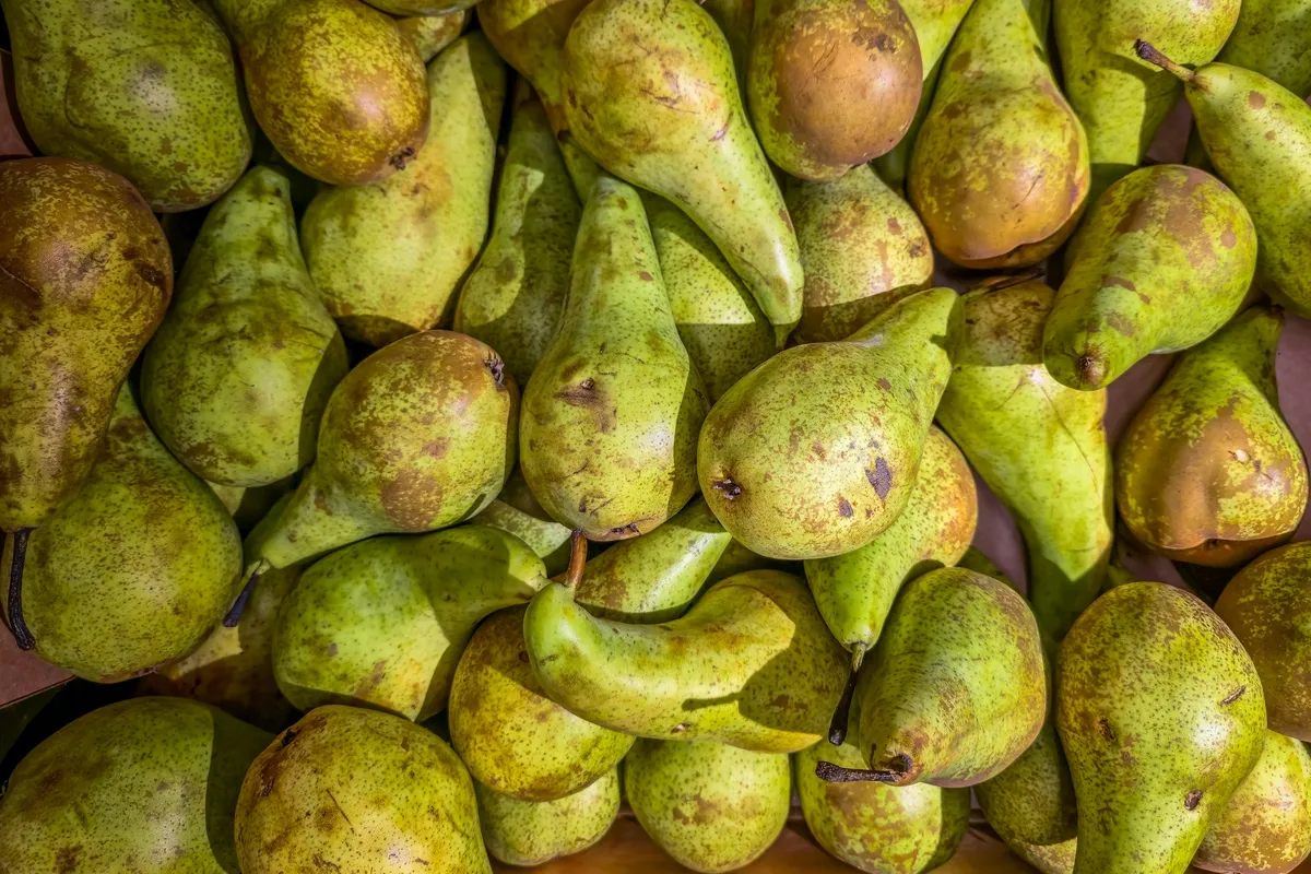 A crate packed with green russeted pears, long necks and brown stems pointing every direction